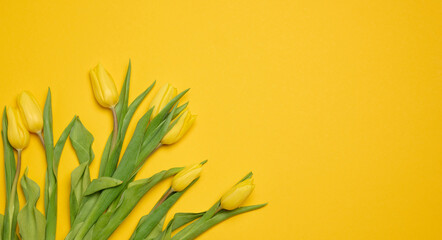 Bouquet of blooming tulips with green leaves on a yellow background, top view