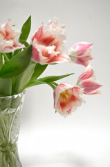 Obraz premium Pink Fringed Tulips
