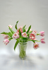 Pink Fringed Tulips