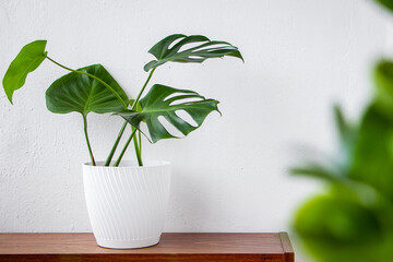 Fashionable house plant Monstera in pot on white background.