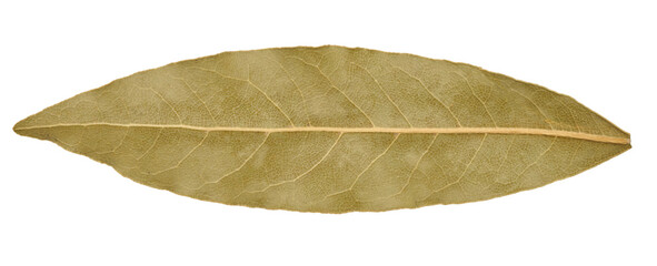 Dry bay leaf on isolated background, spice