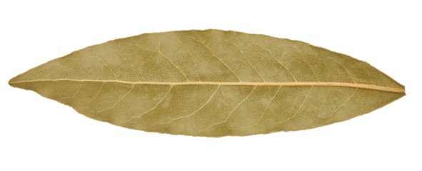 Dry bay leaf on isolated background, spice