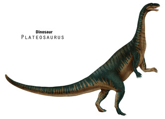 Plateosaurus illustration. Dinosaur with long neck and tail. Green dino