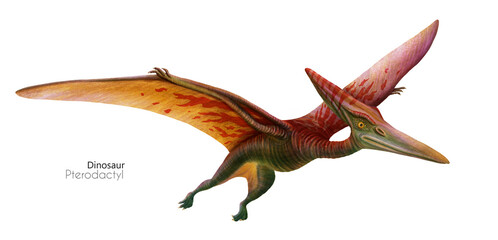 Illustration of a flying pterodactyl.  Flying red green dinosaur. Predator in flight. - 761830339