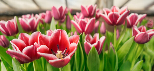 Obraz premium many lilac tulips in a greenhouse