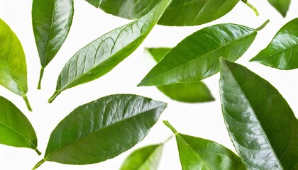 flying fresh citrus leaves on white background