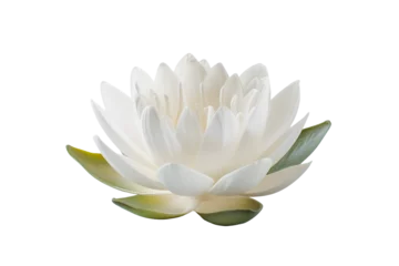 Fotobehang Radiant White Lotus Blossom with Subtle Green Accents - Isolated White Transparent Background PNG  © Lumi