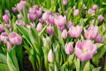 many pink tulips in a greenhouse