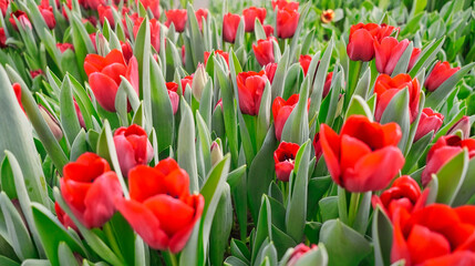 Fototapeta premium many red tulips in a greenhouse