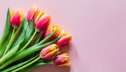 bouquet of tulips on pink background