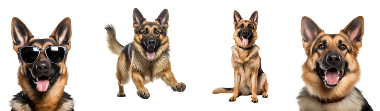 Happy German Shepherd dog in action: running, sitting, close up, playing, and wearing sunglasses, Isolated on Transparent Background, PNG