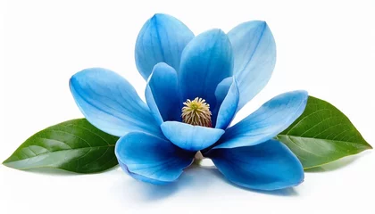 Plexiglas foto achterwand magnolia blue flower blossom isolated on white background © Nichole
