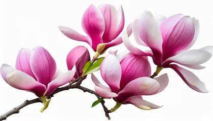 Foto op Canvas pink spring magnolia flowers branch isolated on white background cutout png canva cherry blossom branch flower petal illustration © Nichole