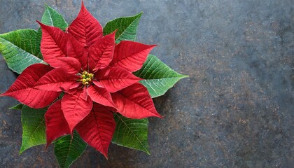 poinsettia flower with red and green leaves symbol of christmas european spurge star of bethlehem european poinsettia top view png flores de noche buena - obrazy, fototapety, plakaty