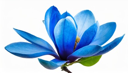magnolia blue flower blossom isolated on white background