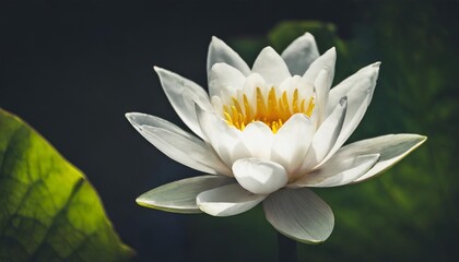 Fototapeta na wymiar white lotus flower dark background