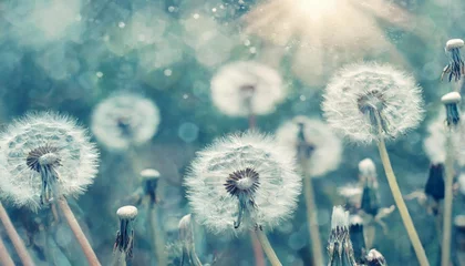 Foto op Plexiglas dreamy dandelions blowball flowers seeds fly in the wind against sunlight vintage dusty blue pastel toned macro soft focus image of spring nature greeting card background © Nichole
