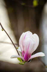 Close up on a pink magnolia flower blossom