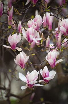 Magnolia tree with beautiful pink flower blossoms
