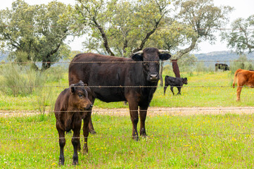 Wildlife in the Dehesa: Black Cow and Calf behind the Wire Fence.