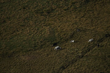 Cows in the Country