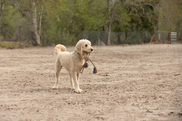 Anxious American Standard Poodle dog patiently waits for a partner in a good play game of tug of...