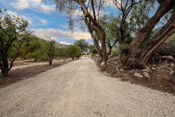Farm road leads between orange orchard trees and a levy made of large river rock and willow trees