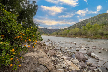 Orange trees bearing fruit line the edge of the creek flowing with rain water across the rocks