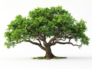  realistic oak tree with green leaves, isolated on white background. With clipping path. Full depth of field in focus and very sharp focus