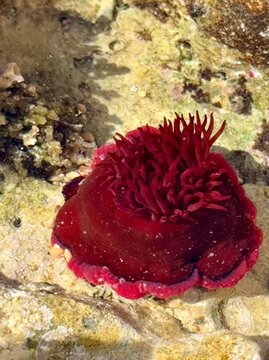 Beadlet anemone with opened tentacles 
  
