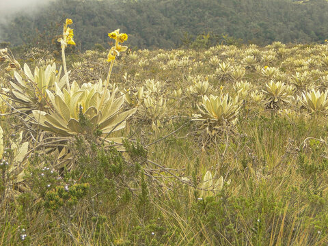 Frailej&oacute;n, Cerro El Tablazo, Subachoque Colombia