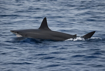 Fototapeta premium Blue Majesty Exploring the Enigmatic World of the Oceanic Predator