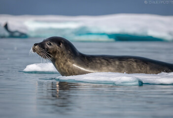 Adaptable Seals Guardians of Coastal Waters