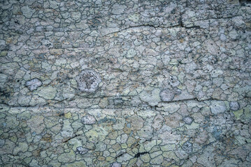 Crustacean lichens completely cover the rock