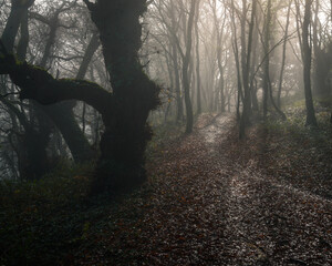 Spooky atmosphere in ancient forests filled with thick fog