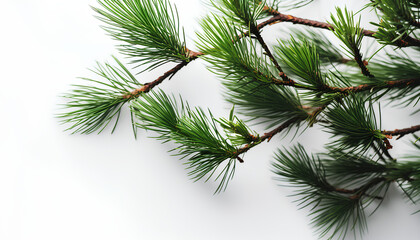 Obraz premium branches of a pine