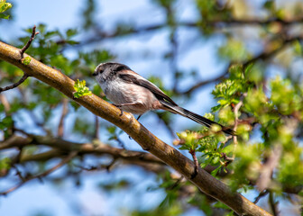 Long-tailed Tit (Aegithalos caudatus) - Found across Europe & parts of Asia
