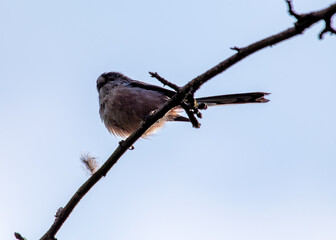 Long-tailed Tit (Aegithalos caudatus) - Found across Europe & parts of Asia