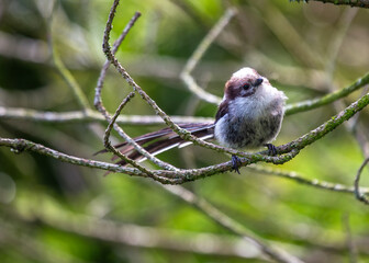 Long-tailed Tit (Aegithalos caudatus) - Found across Europe & parts of Asia