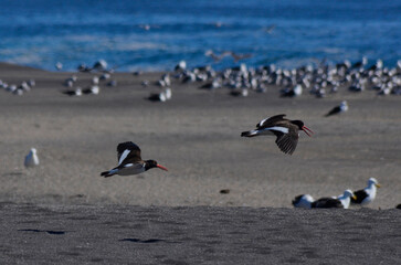 Oystercatcher landing on the beach
