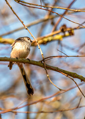 Long-tailed Tit (Aegithalos caudatus) - Found across Europe & parts of Asia