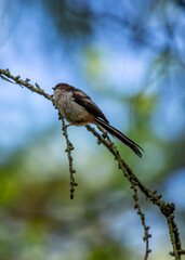 Long-tailed Tit (Aegithalos caudatus) - Found across Europe & parts of Asia