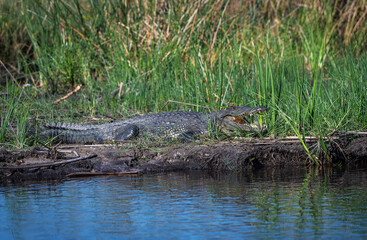 Nile crocodiles,Crocodylus niloticus, on the banks of the Kwando River, Caprivi, Namibia - 761846119