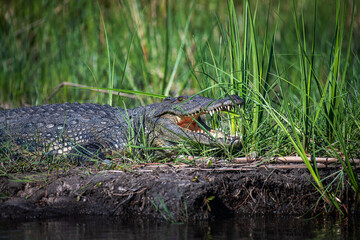 Nile crocodiles,Crocodylus niloticus, on the banks of the Kwando River, Caprivi, Namibia - 761846141