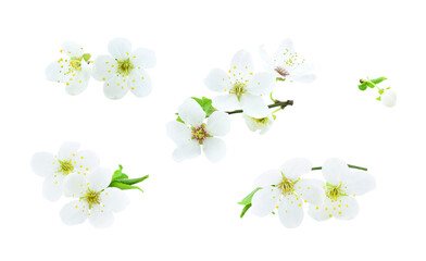 Set of cherry twigs and flowers isolated on transparent background.