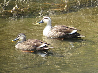 池を泳ぐカルガモペア