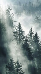 Misty pine forest with sunbeams