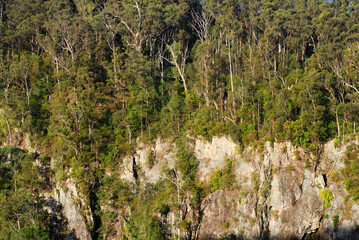 Immerse yourself in Springbrook National Park, SE Queensland, adorned with lush rainforest, creeks, and enchanting waterfalls, Australia