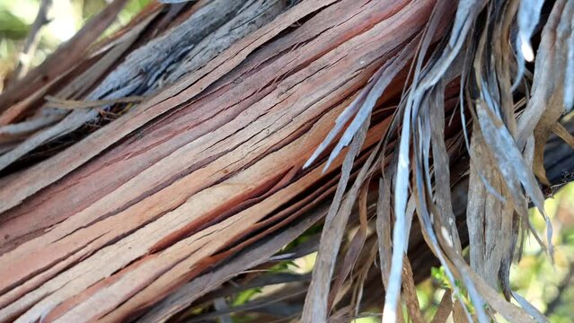 Glabrous Resinbrush, Adenostoma Fasciculatum Variety Fasciculatum, a native monoclinous woody shrub displaying aging strip exfoliating bark during Winter in the Santa Monica Mountains.

