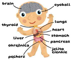 cartoon scene with young boy as anatomy model of body parts on white background illustration for children - 761849160